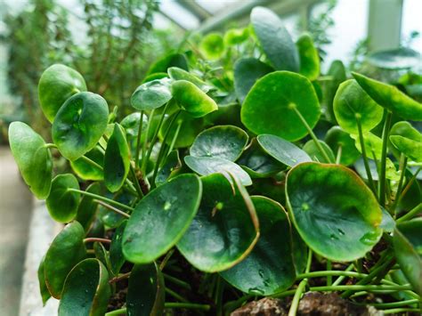 巴黎美人風水|巴黎美人粗肋草（Pilea peperomioides）